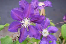 Clematis ‘The Vagabond’| Bosrank 50-60 C2