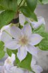 Clematis 'Valge Daam' 50/60 C2 Clematis 'Valge Daam' | Bosrank 50-60 C2