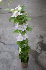 Clematis 'Valge Daam' | Bosrank 50-60 C2