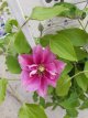 Clematis Boulevard® Vicki ™ 50/60 C4 Clematis Boulevard® Vicki ™ | Bosrank 50-60 C4