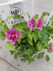Clematis Boulevard® Vicki ™ | Bosrank 50-60 C4