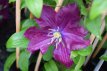 Clematis ‘Warszawska Nike’ 50/60 C2 Clematis ‘Warszawska Nike’ | Bosrank 50-60 C2