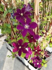 Clematis ‘Warszawska Nike’ | Bosrank 50-60 C2