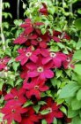 Clematis ‘Westerplatte’| Bosrank 50-60 C2