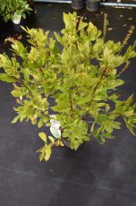 Clethra alnifolia-Schijnels 50-60  C