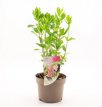 Clethra alnifolia 'Ruby Spice' 50/60 C Clethra alnifolia 'Ruby Spice' - Schijnels 50-60  C
