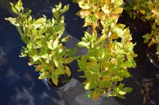 Clethra alnifolia 'Ruby Spice' - Schijnels 50-60  C