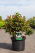 Clethra alnifolia 'Sixteen Candles' 60/80 C10 Clethra alnifolia 'Sixteen Candles' - Schijnels 60-80 C10