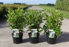 Clethra alnifolia 'Vanilla Spice®' 30/40 C4 Clethra alnifolia 'Vanilla Spice®' - Schijnels 30-40 C4