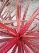 Cordyline australis 'Pink Star' Cordyline australis 'Pink Star' | Koolpalm 40-50 C7