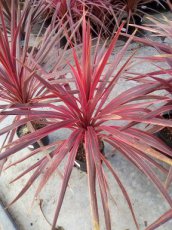Cordyline australis 'Pink Star' | Koolpalm 40-50 C7