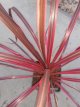 Cordyline australis 'Salsa' 35/40 C5 Cordyline australis 'Salsa' | Koolpalm 35-40 C5