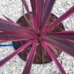 Cordyline 'Paso Doble' 30/35 C4 Cordyline 'Paso Doble' - Nieuw-Zeelands vlas 30-35 C4