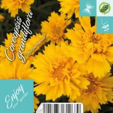 Coreopsis grandiflora 'Double The Sun' | Meisjesogen 30 P9