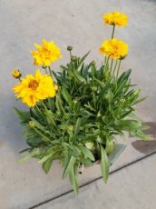 Coreopsis grandiflora 'Early sunrise' | Meisjesogen 25 P9