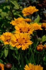 Coreopsis grandiflora 'Sunfire' | Meisjesogen 50 P9