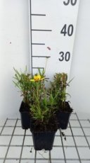 Coreopsis grandiflora 'Sunkiss' | Meisjesogen 35 P9