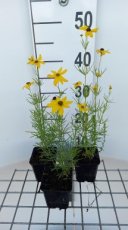 Coreopsis grandiflora | Meisjesogen 60 P9