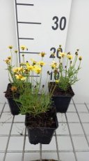 Coreopsis verticillata 'Creme Brullee' | Meisjesogen 40 P9