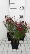 Coreopsis verticillata 'Ruby Red' | Meisjesogen 60 P9