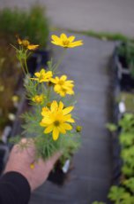 Coreopsis verticillata | Meisjesogen 40 P9