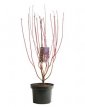 Cornus alba 'Baton Rouge'® 60/80 C10 Cornus alba 'Baton Rouge'® - Witte kornoelje 60-80 C10