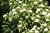 Cornus alba 60/80 C Cornus alba | GESCHIKT HOGE HAAG| Witte kornoelje  60-80  C