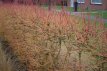 Cornus alba 60/80 C Cornus alba  - Witte kornoelje  60-80  C