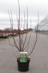 Cornus alba 'Cream Cracker®' 50/60 C4 Cornus alba 'Cream Cracker®' - Witte kornoelje  50-60 C4