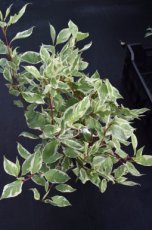 Cornus alba 'Elegantissima' 10 st. 60-90  BW  3/5 T | KORNOELJE