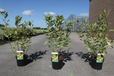 Cornus alba 'Gouchaultii' 60/80 C4