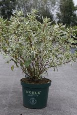 Cornus alba 'Ivory Halo'® 60/80 C10 Cornus alba 'Ivory Halo'®(=bailhalo) - Witte kornoelje 60-80 C10