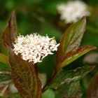 Cornus alba 'Kesselringii' 40/60 C