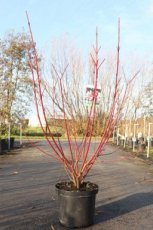 Cornus alba 'Siberian Pearls' 80/100 C10 Cornus alba 'Siberian Pearls' - Witte kornoelje 80-100 C10