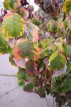 Cornus florida 'Rainbow' 60/80 C Cornus florida 'Rainbow'- Kornoelje 60-80 C