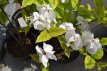 Cornus florida 'Rainbow' 60/80 C Cornus florida 'Rainbow'- Kornoelje 60-80 C