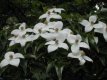 Cornus kousa 'Teutonia' 125/150 C25 Cornus kousa 'Teutonia' - Japanse kornoelje 125-150 C25