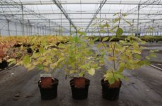 Cornus sanguinea ‘Midwinter Fire'- Rode kornoelje 40-60 C4