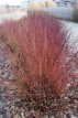 Cornus sanguinea 'Winter Beauty' 40/60 C Cornus sanguinea ‘Winter Beauty’(W.Flame) - Rode kornoelje   40-60  C