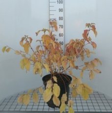 Cornus sanguinea ‘Winter Beauty’ 50/60 C10 Cornus sanguinea ‘Winter Beauty’ - Rode kornoelje   50-60  C10