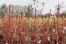 Cornus sericea 'Cardinal' 60/80 C4 Cornus sericea 'Cardinal' - Canadese kornoelje 60-80  C4