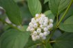 Cornus sericea 'Flaviramea' 60/80 C Cornus sericea ‘Flaviramea’ - Canadese kornoelje 60-80  C