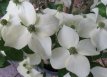 Cornus kousa 'Teutonia'(meerstam) 150/175 C35 Cornus kousa 'Teutonia' (meerstammig) 150-175 C35 JAPANSE KORNOELJE