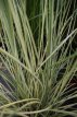 Cortaderia selloana 'Golden Goblin'® Cortaderia selloana 'Golden Goblin'® | Pampasgras 150 C10 (WINTERGROEN)