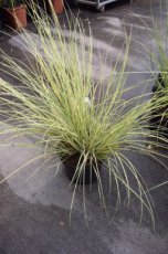 Cortaderia selloana 'Golden Goblin'® | Pampasgras 150 C10 (WINTERGROEN)