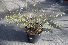 Corylopsis pauciflora - Schijnhazelaar 30-40 C