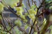 Corylopsis spicata 100/125 C18 Corylopsis spicata 30-40 C