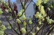 Corylopsis spicata 100/125 C18 Corylopsis spicata 30-40 C