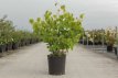 Corylopsis spicata 100/125 C18 Corylopsis spicata 30-40 C