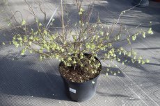 Corylopsis spicata 100/125 C18 Corylopsis spicata 30-40 C